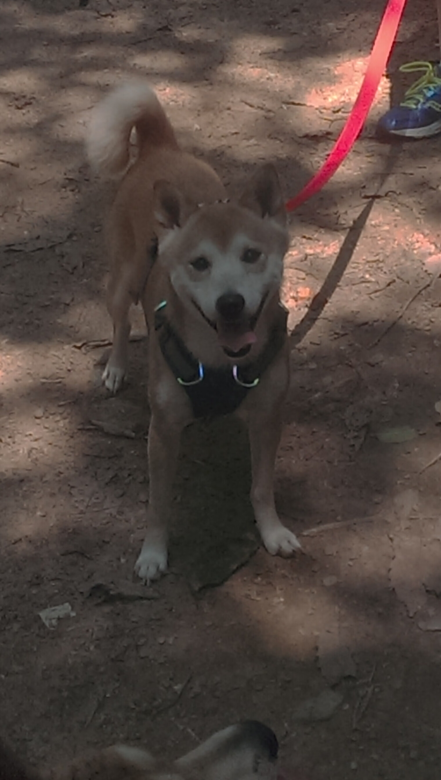 雷霆斩落国王,布克打出生涯之夜,当团队胜利与个人传奇交织